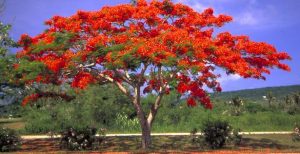 FlameTree