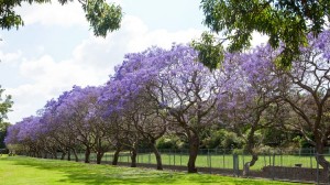 Row of Jacaranda Trees