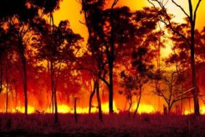 bush fire