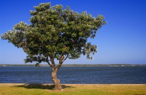 Coast Banksia Tree