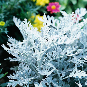 Dusty Miller