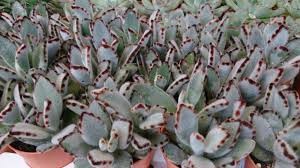 Kalanchoe succulents