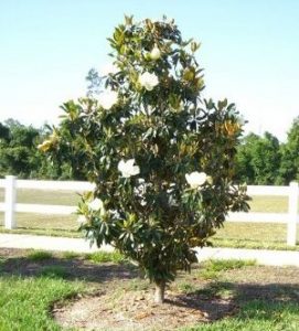 magnolia tree