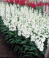 Matthiola Regal White