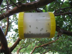 pheromone trap fruit flies