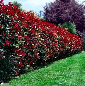 photinia_robusta_large-290x295