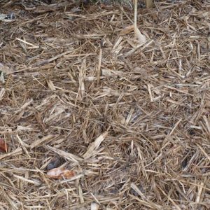 sugar-cane-mulch