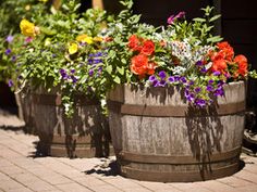 Violas planted in Cask