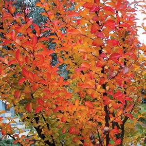 Autum foliage of the crepe Myrtle