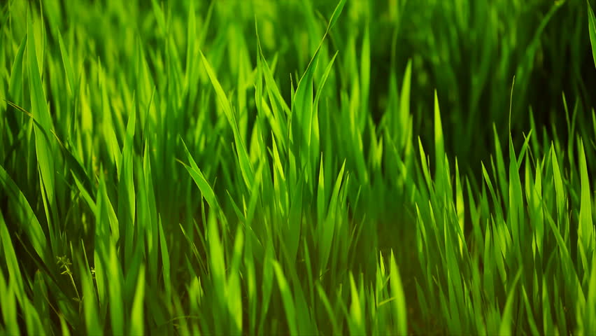 6 Popular Australian Lawns & Grasses - Jim's Mowing NZ