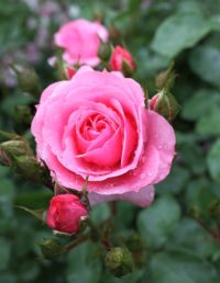 Jim's Mowing New Zealand - Rose Care