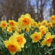 Daffodils-hypoallergenic-flowers-jims-mowing-nz