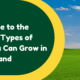 different types of grass you can grow in New Zealand