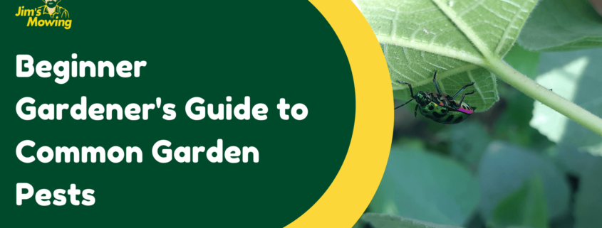 Beginner’s Guide To Common Garden Pests