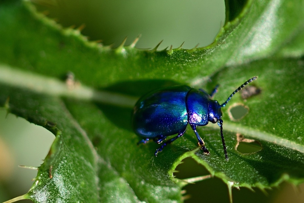 black beetle